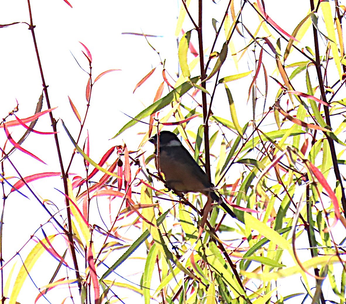 Cinnamon-rumped Seedeater - ML645502095