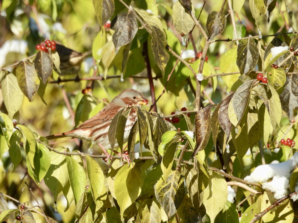 Fox Sparrow - ML645502118