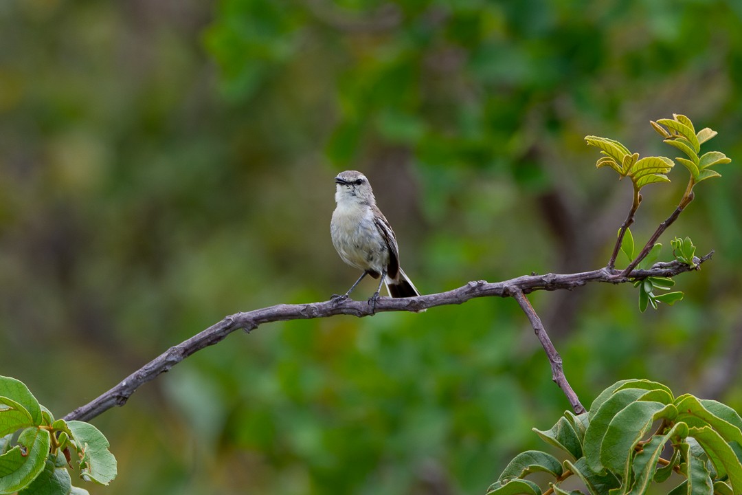 Bahia Wagtail-Tyrant - ML645502120