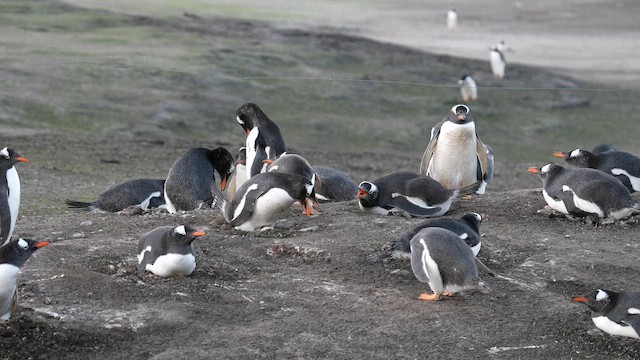 Gentoo Penguin - ML645502124