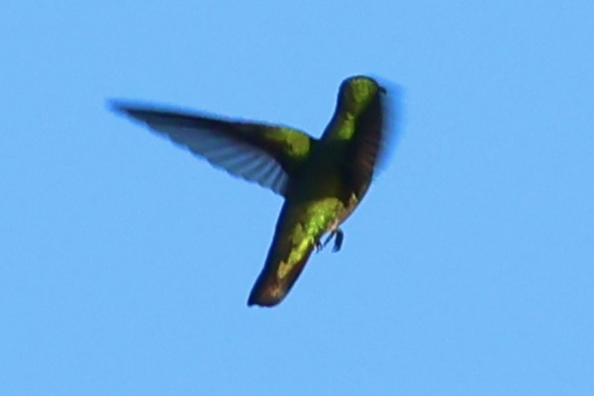 Green-breasted Mango - ML645502125