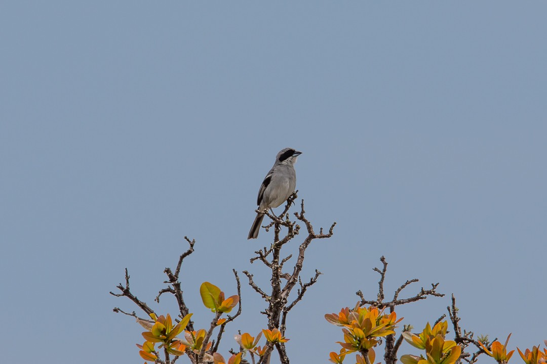 White-banded Tanager - ML645502126