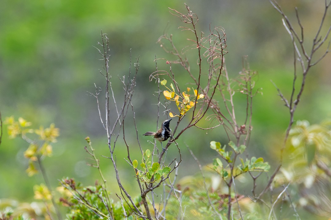 Ржавчатый муравьелов - ML645502132