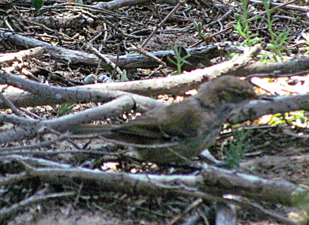 Spotted Scrubwren - ML645502139