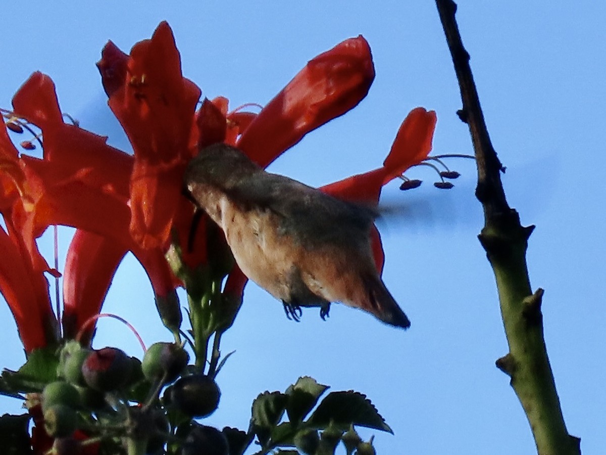 Rufous/Allen's Hummingbird - ML645502149