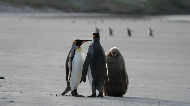 King Penguin - ML645502169