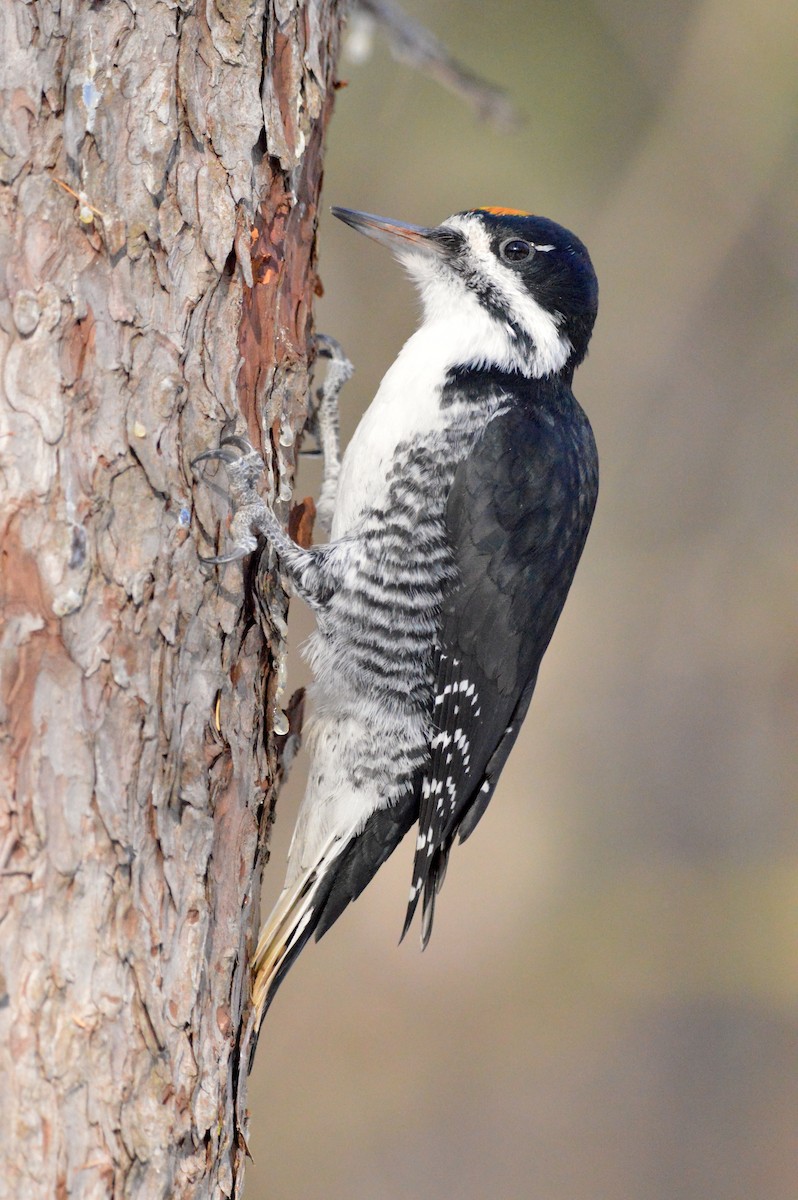 Black-backed Woodpecker - ML645502174
