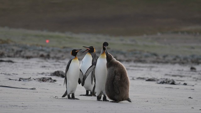 King Penguin - ML645502175