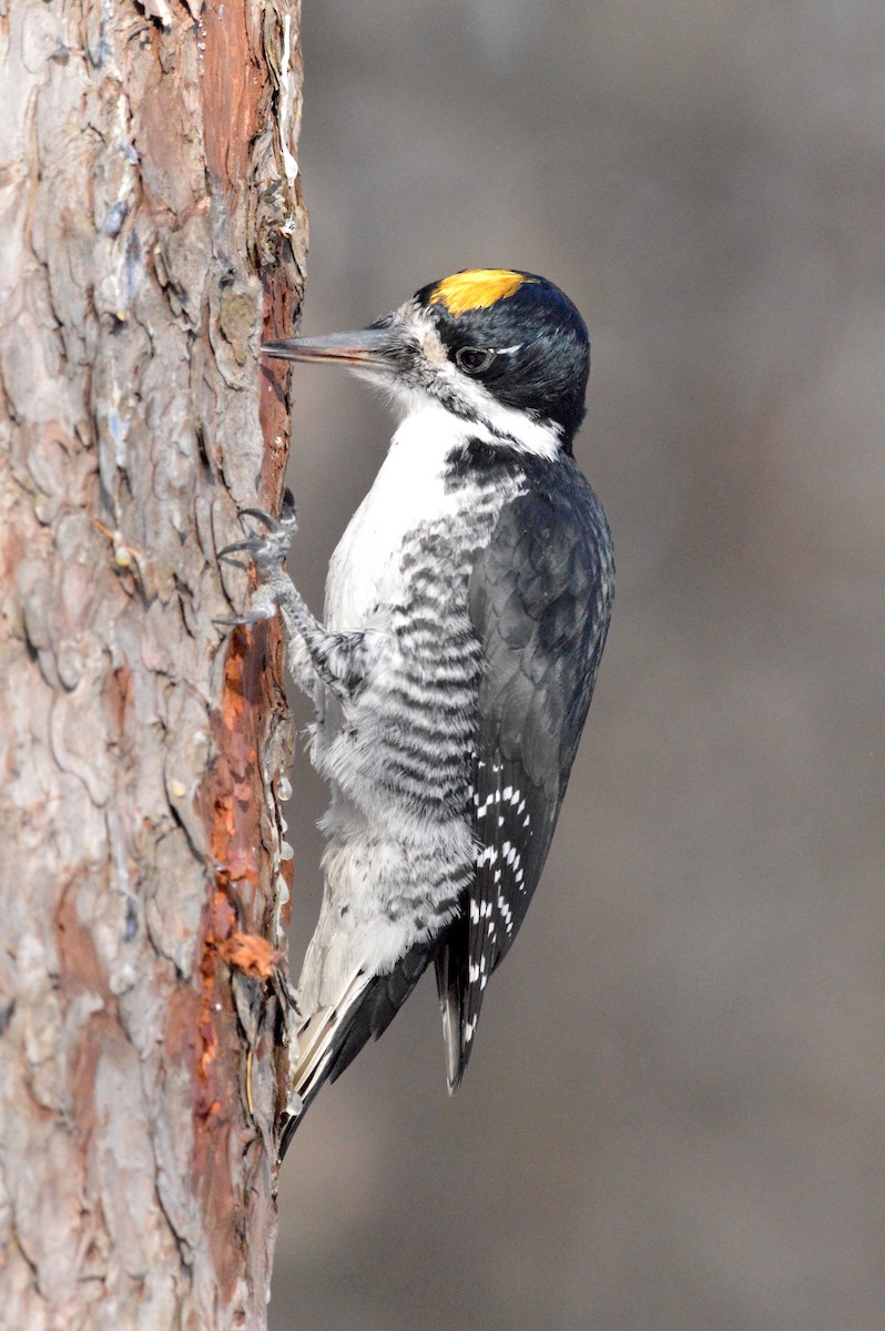 Black-backed Woodpecker - ML645502176