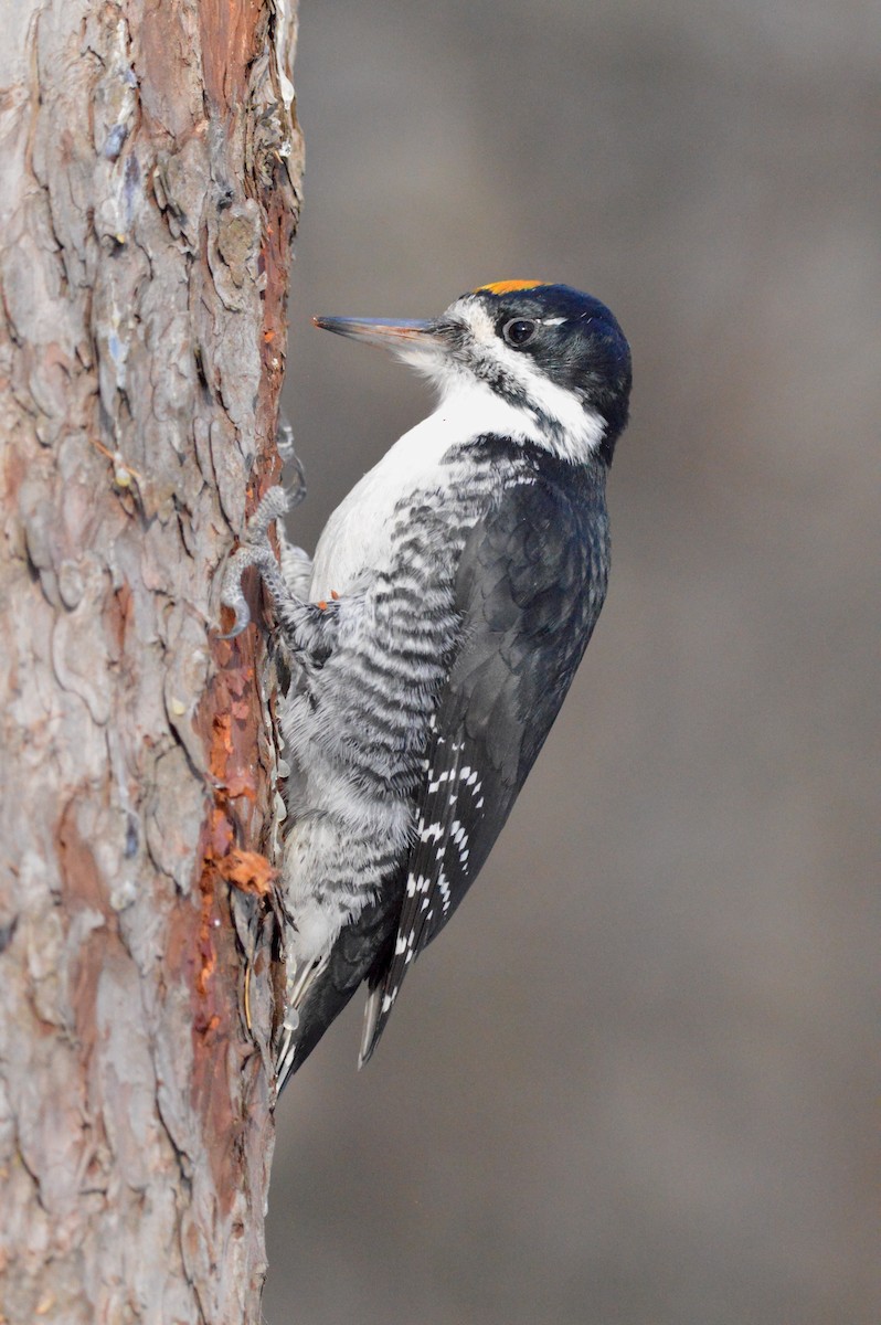 Black-backed Woodpecker - ML645502177