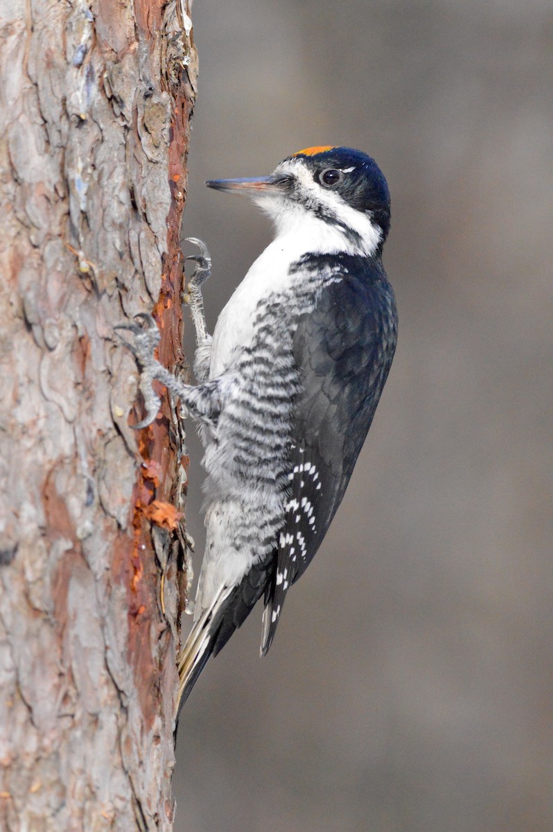 Black-backed Woodpecker - ML645502178