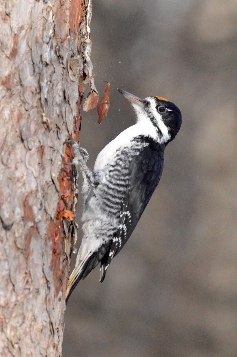 Black-backed Woodpecker - ML645502179