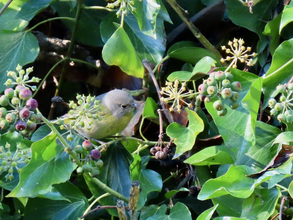 Nashville Warbler - ML645502187
