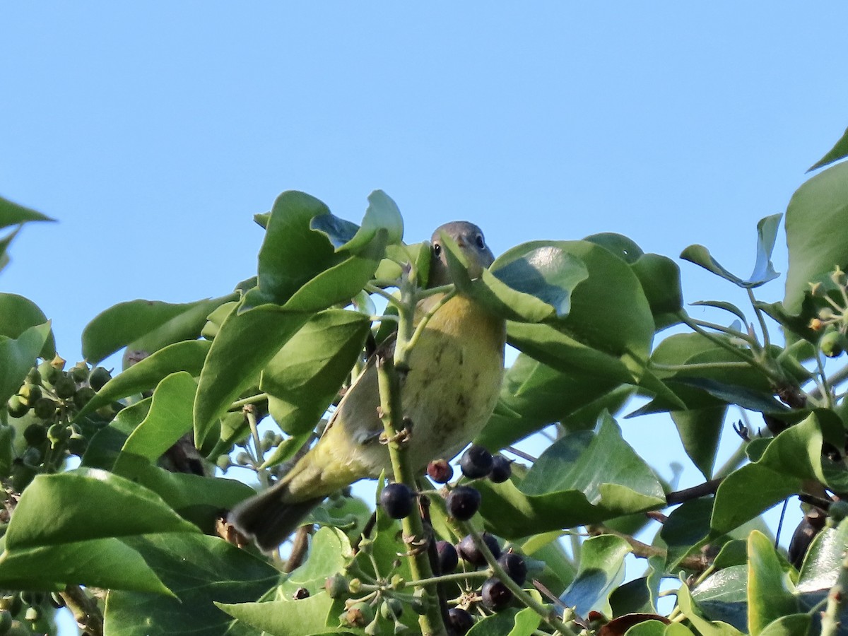 Nashville Warbler - ML645502188