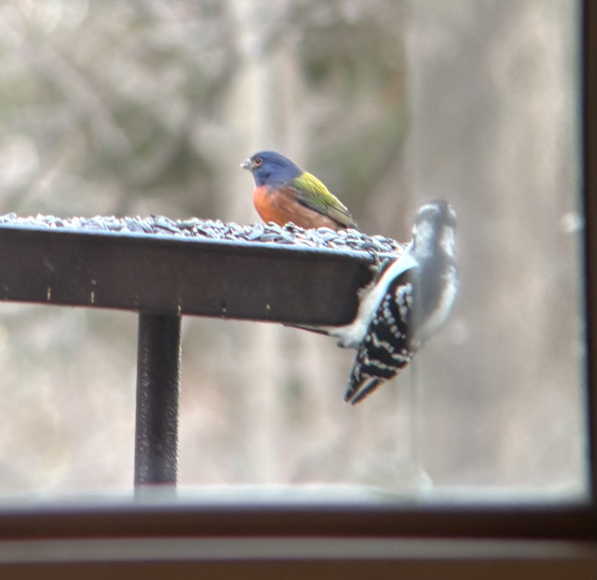Painted Bunting - ML645502189