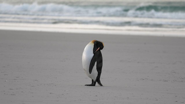 King Penguin - ML645502190