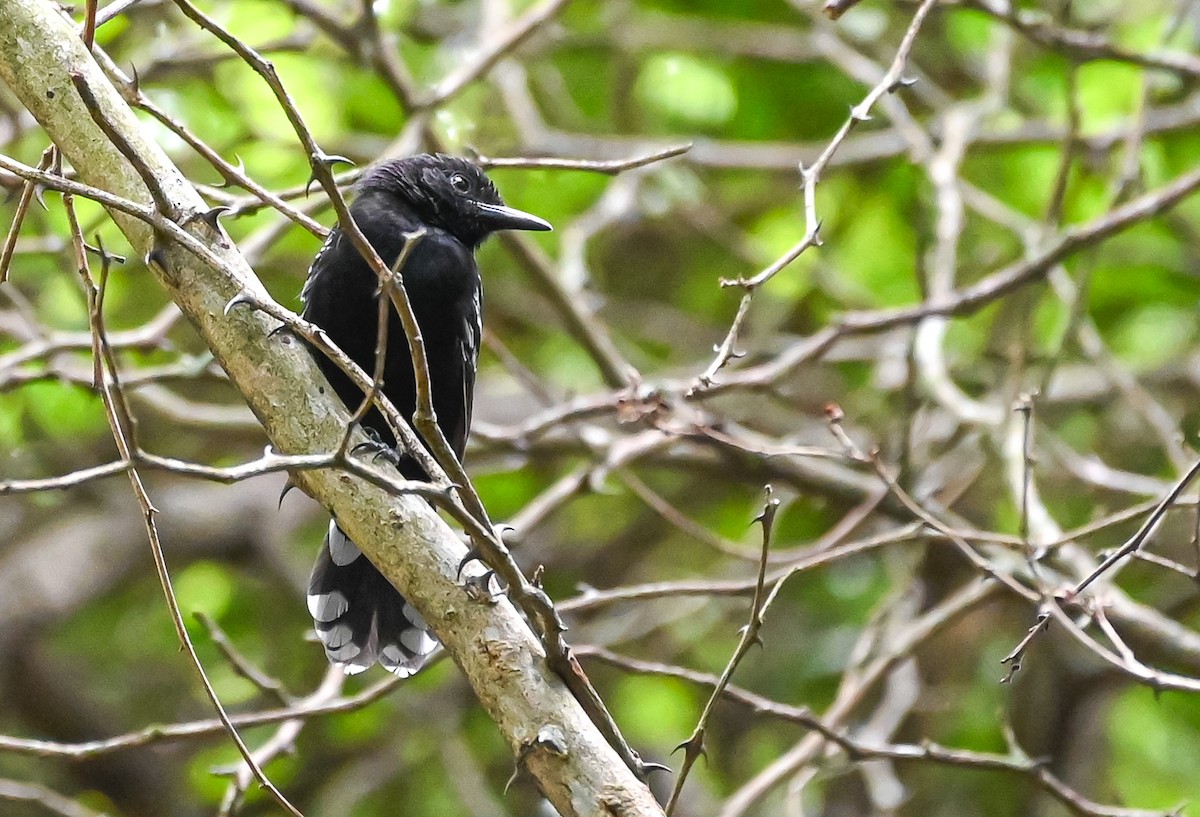 Jet Antbird - ML645502202