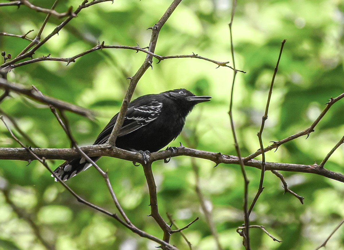 Jet Antbird - ML645502203