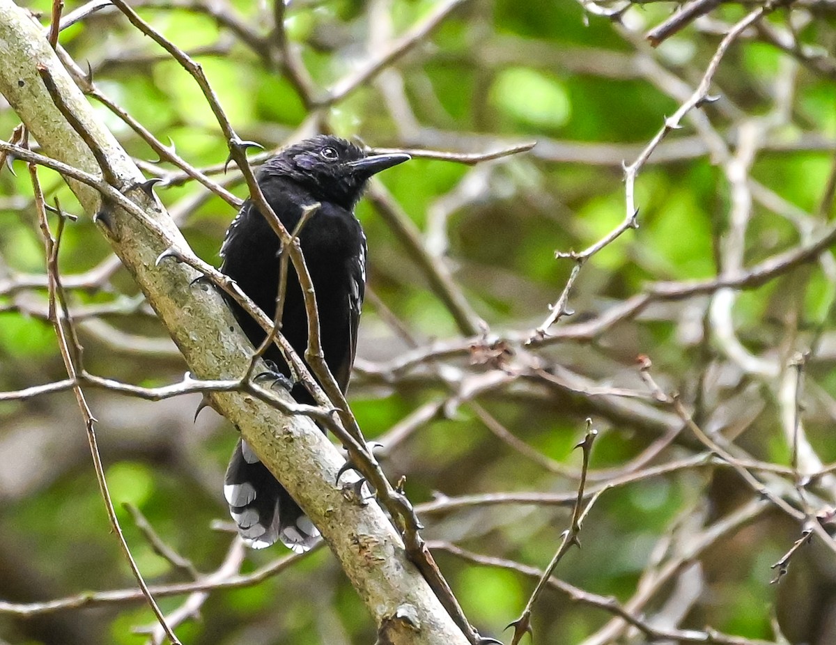 Jet Antbird - ML645502204