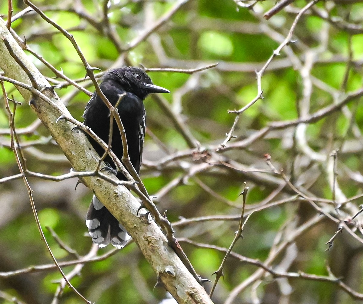 Jet Antbird - ML645502205