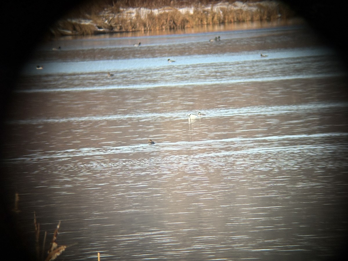 Bufflehead - ML645502206