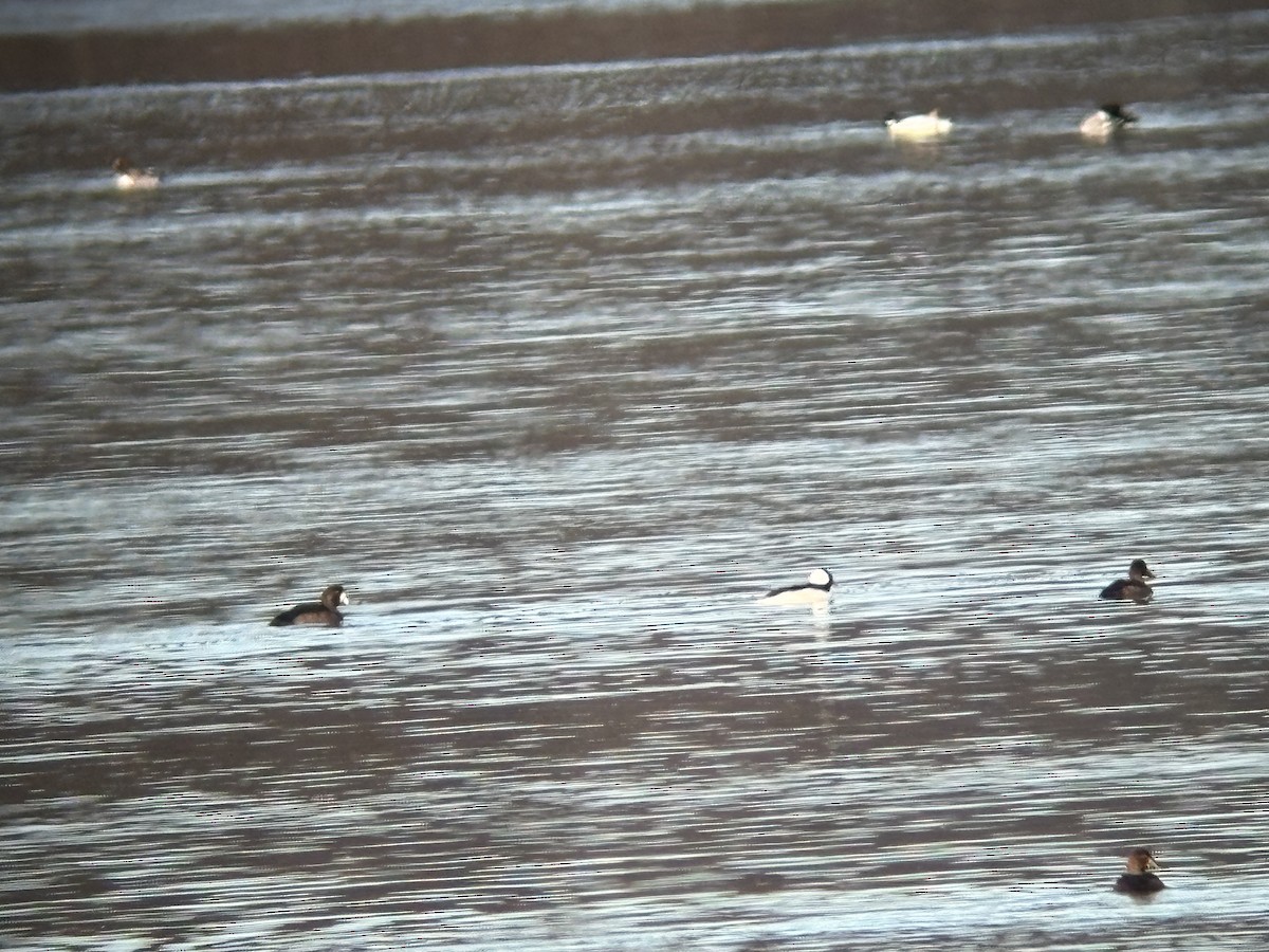 Bufflehead - ML645502207