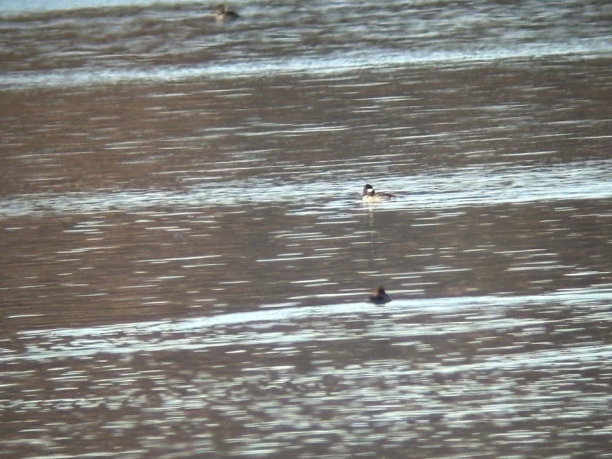 Bufflehead - ML645502208