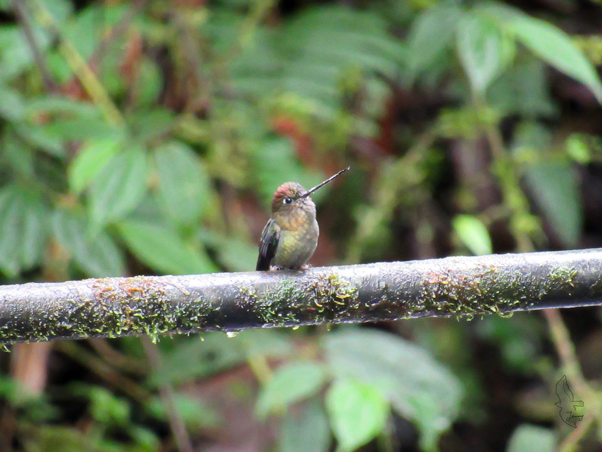 Green-fronted Lancebill - ML645502214