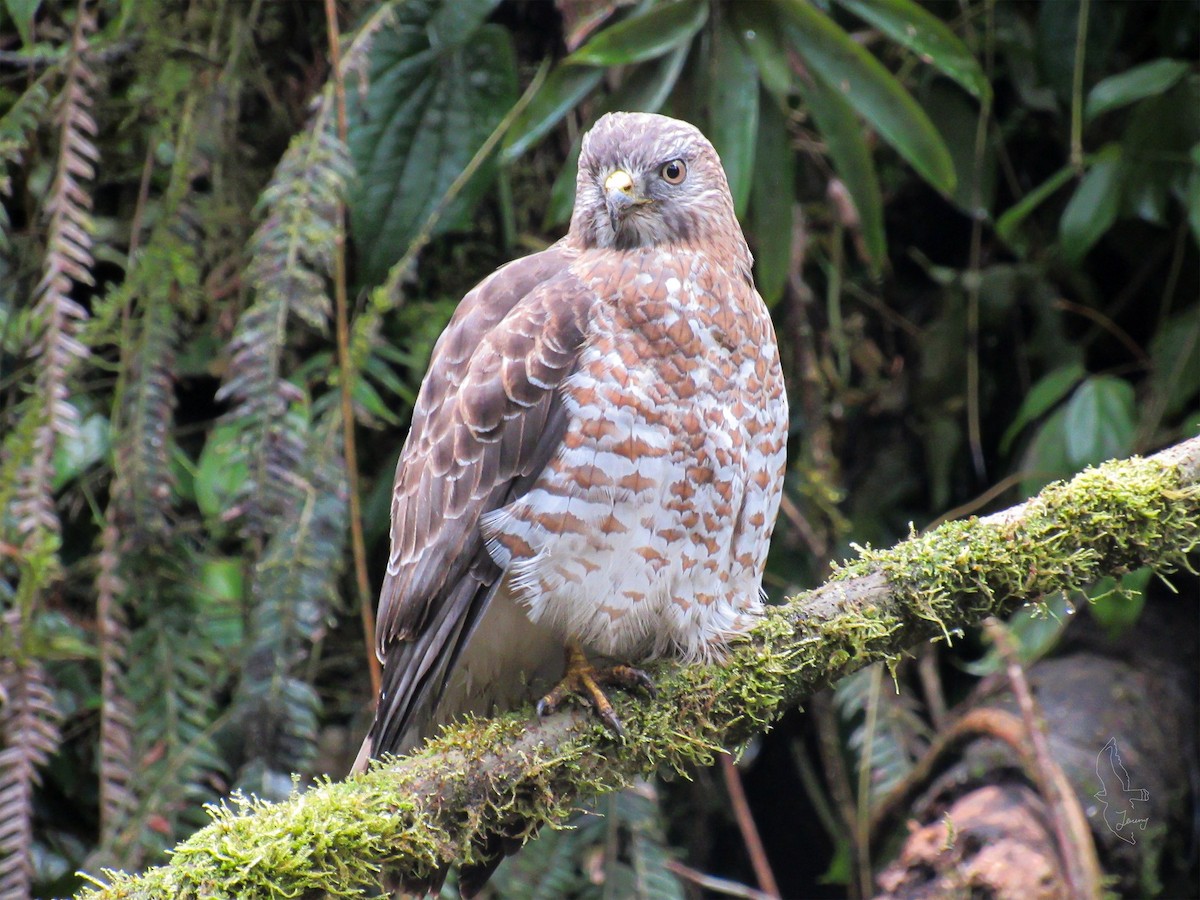 Канюк ширококрилий - ML645502221