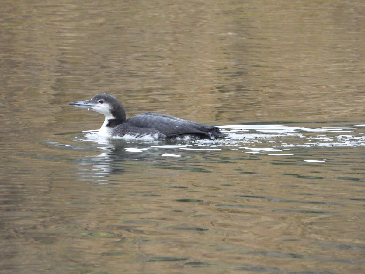 Common Loon - ML645502222