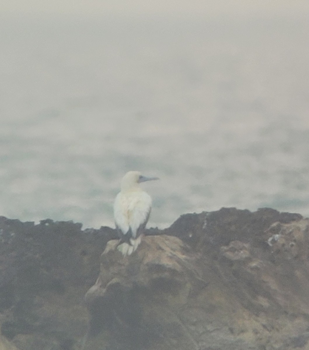 Red-footed Booby - ML645502224