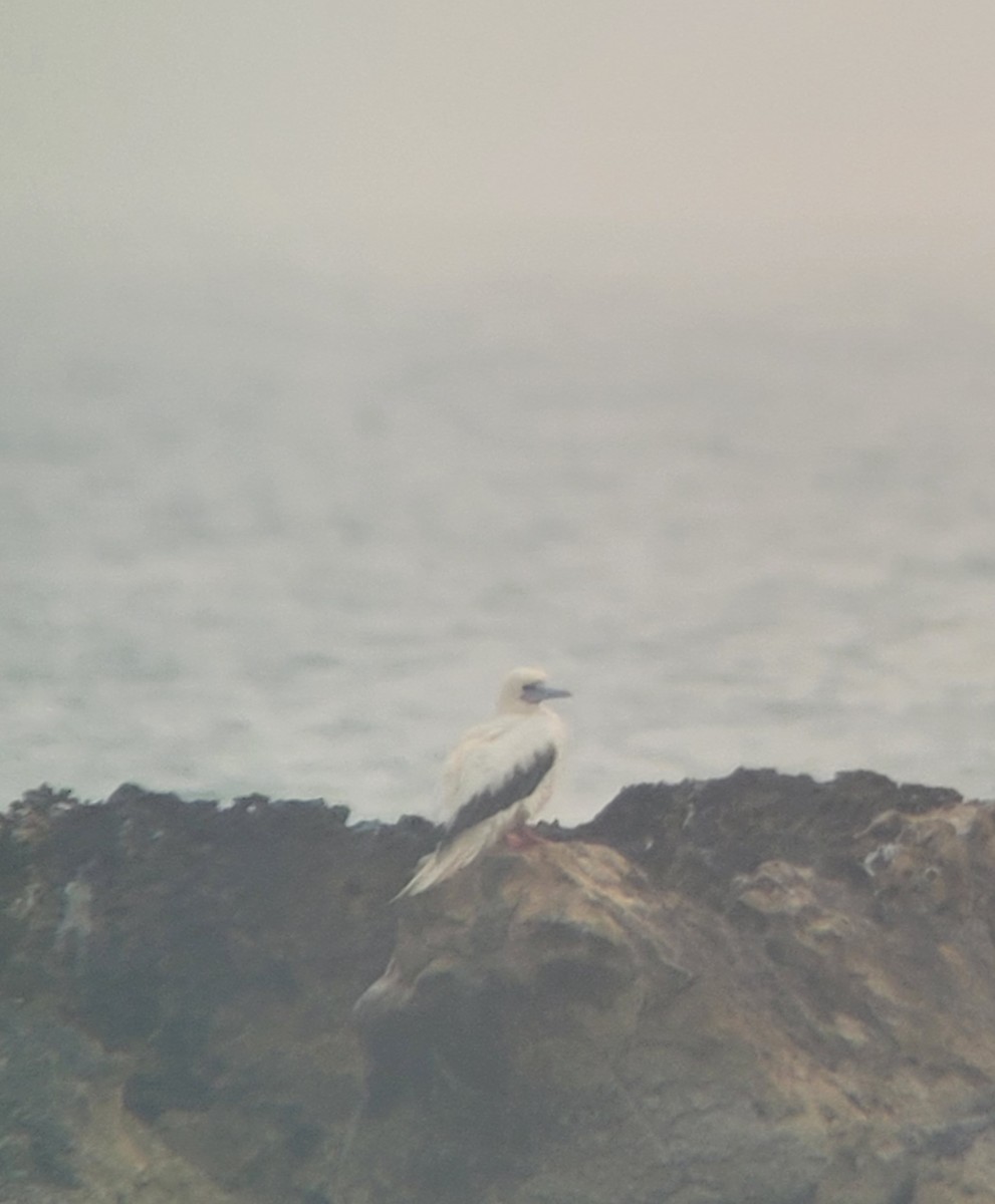 Red-footed Booby - ML645502226