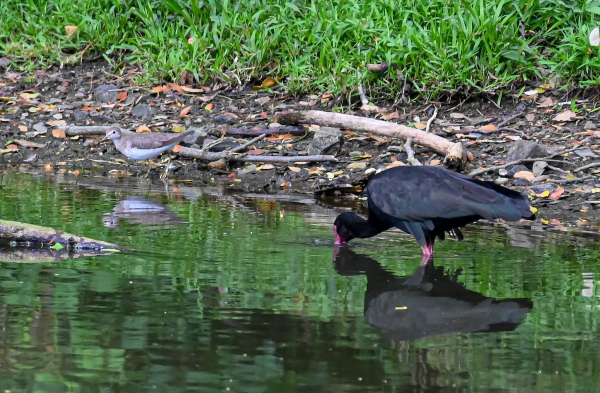 Bare-faced Ibis - ML645502230