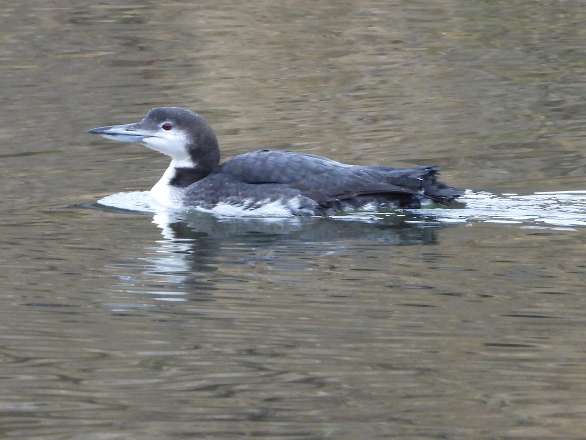Common Loon - ML645502233