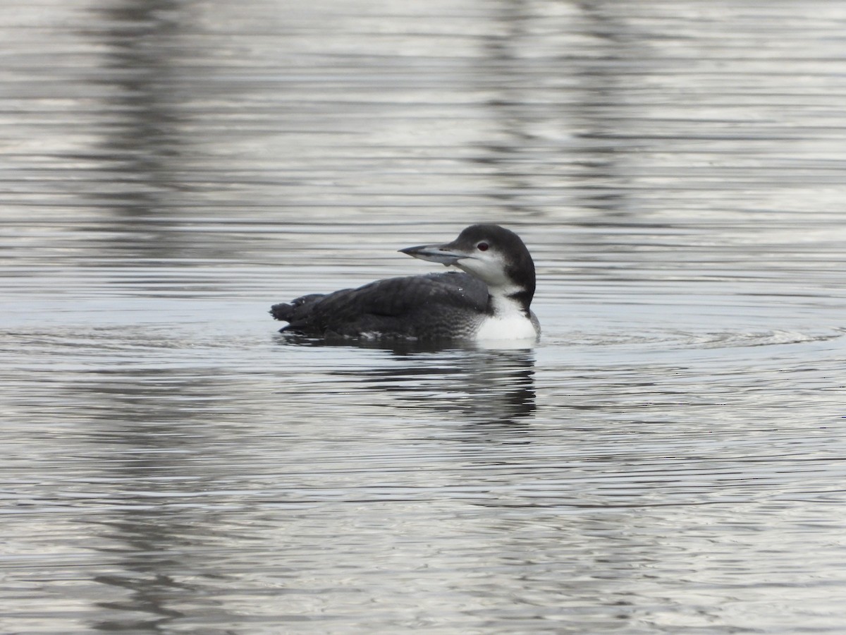 Common Loon - ML645502238