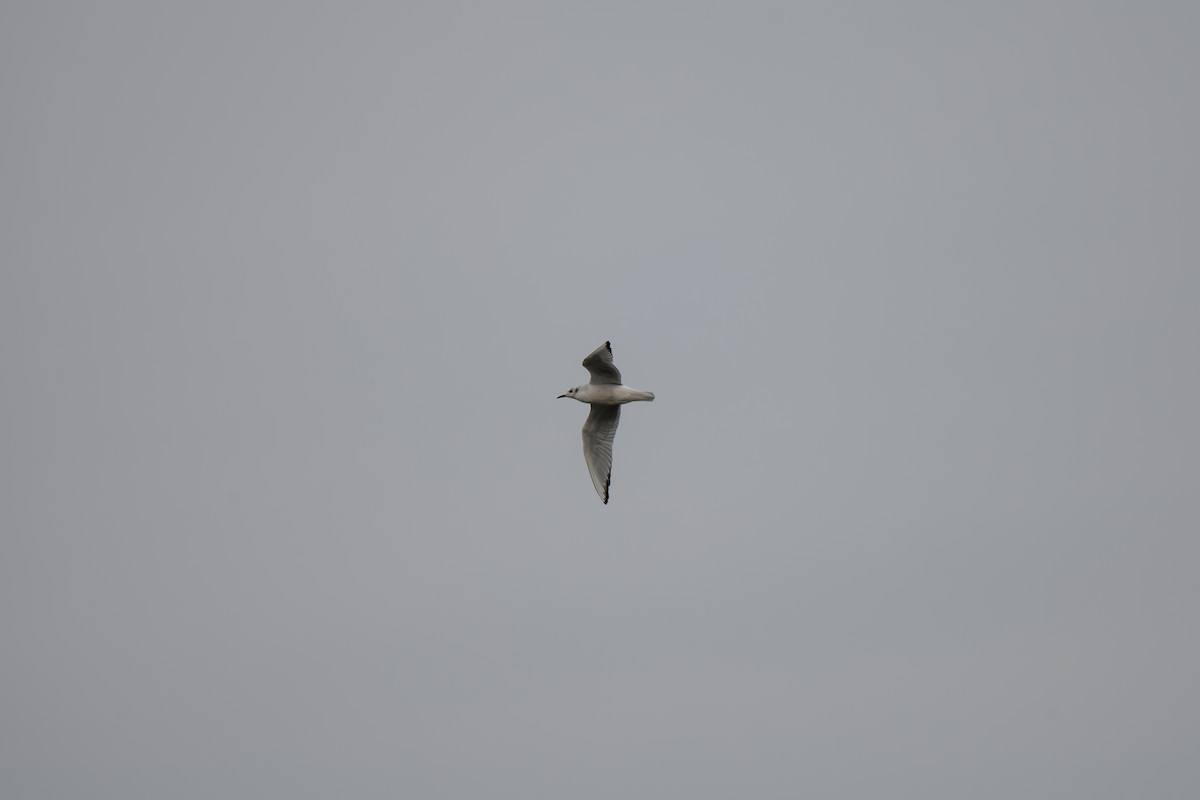 ボナパルトカモメ - ML645502239