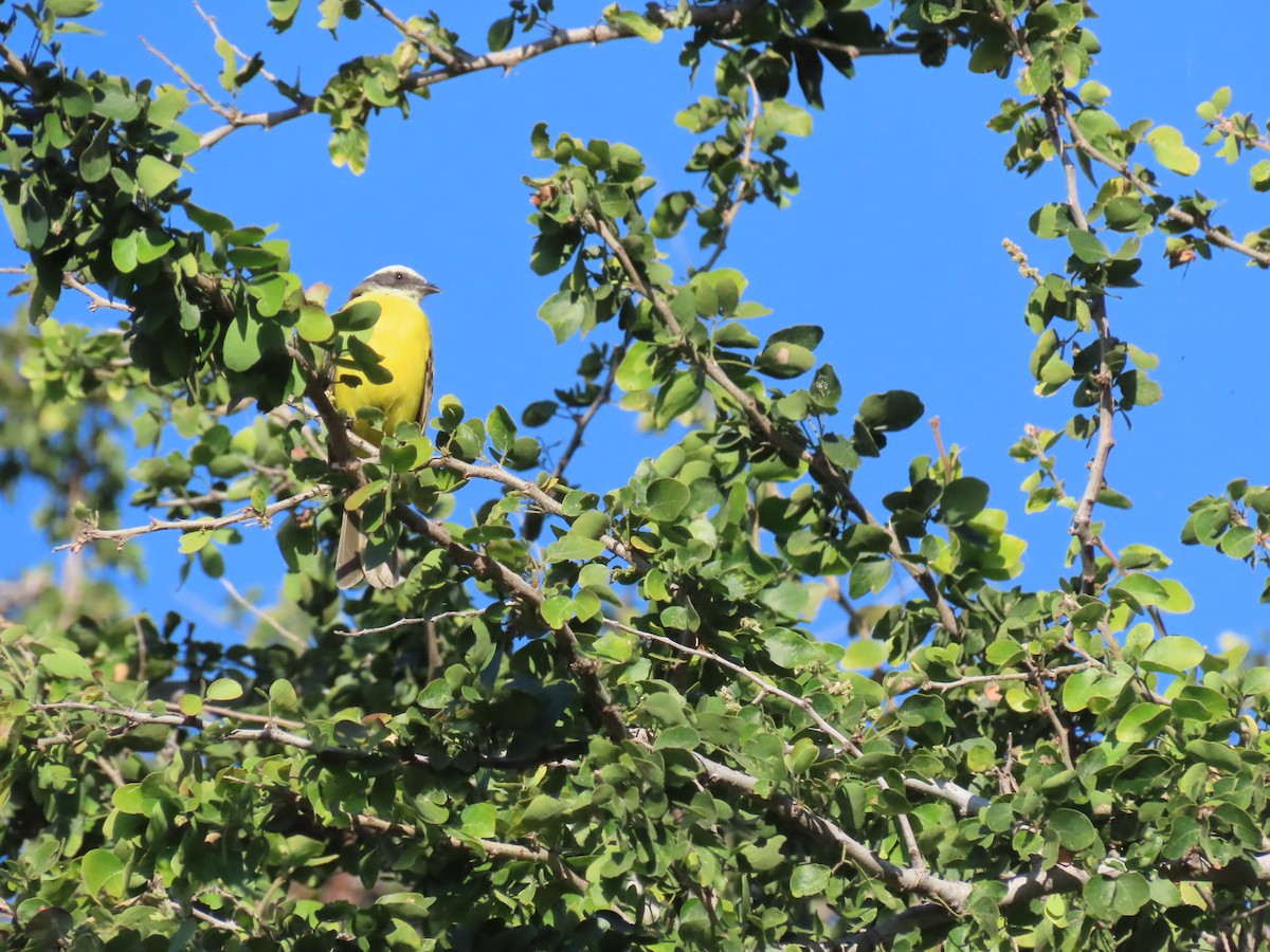 Красношапочный бентеви - ML645502240