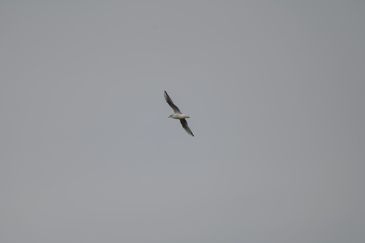 ボナパルトカモメ - ML645502241