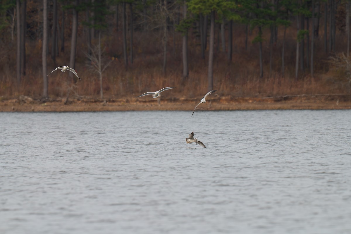 クロワカモメ - ML645502246