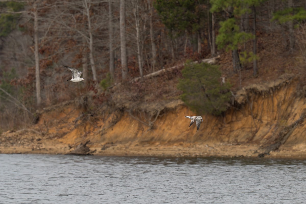 クロワカモメ - ML645502251