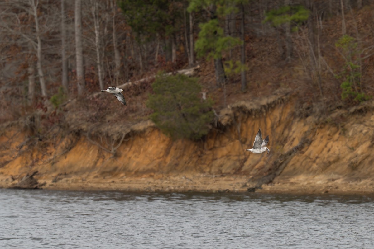 クロワカモメ - ML645502252