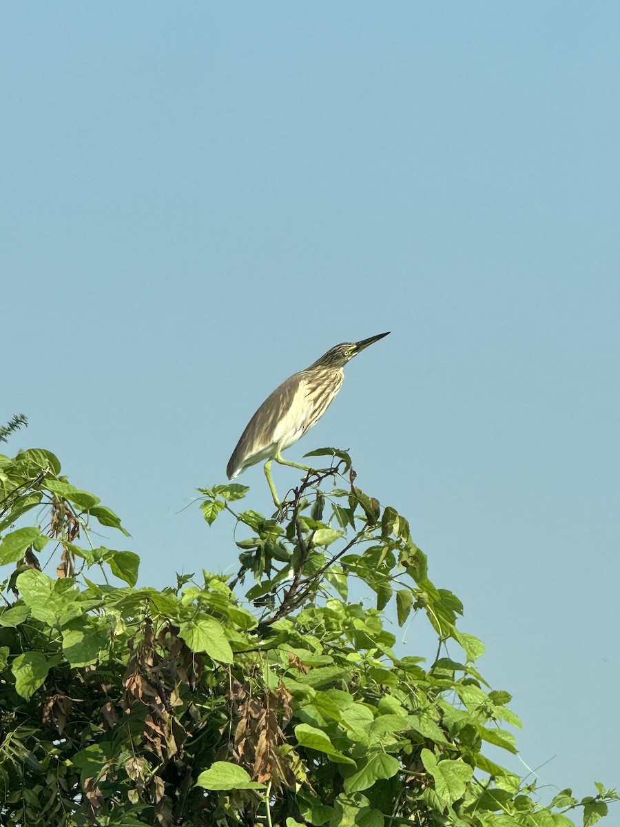 Indian Pond-Heron - ML645502253