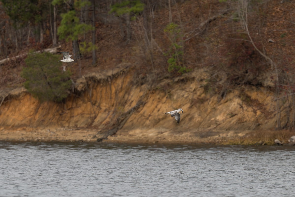 クロワカモメ - ML645502254