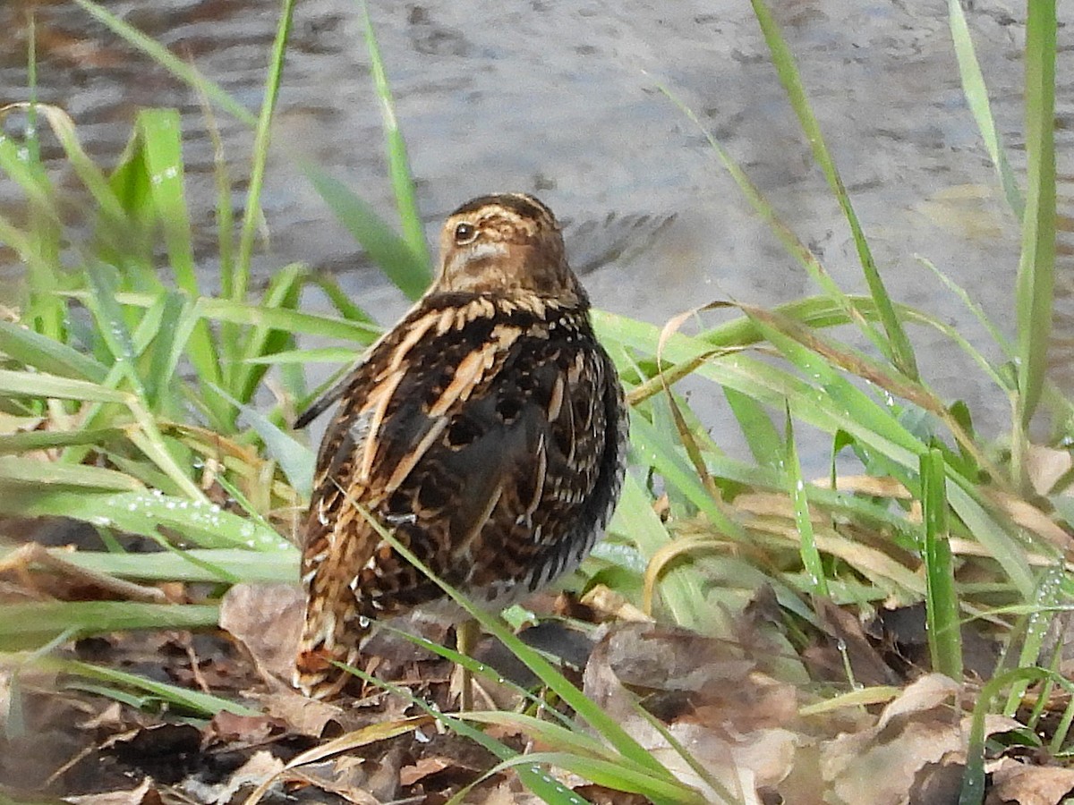 Common Snipe - ML645502255