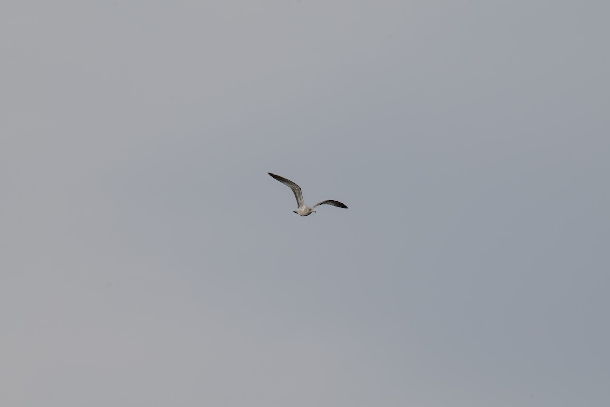 クロワカモメ - ML645502256