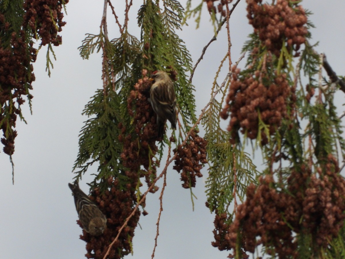 Redpoll - ML645502267