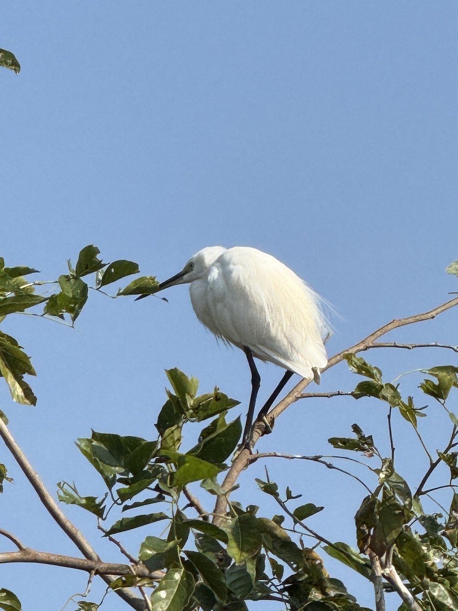 Little Egret - ML645502278