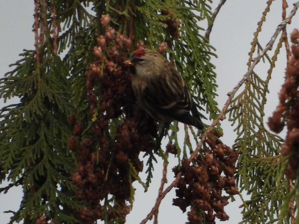 Redpoll - ML645502279