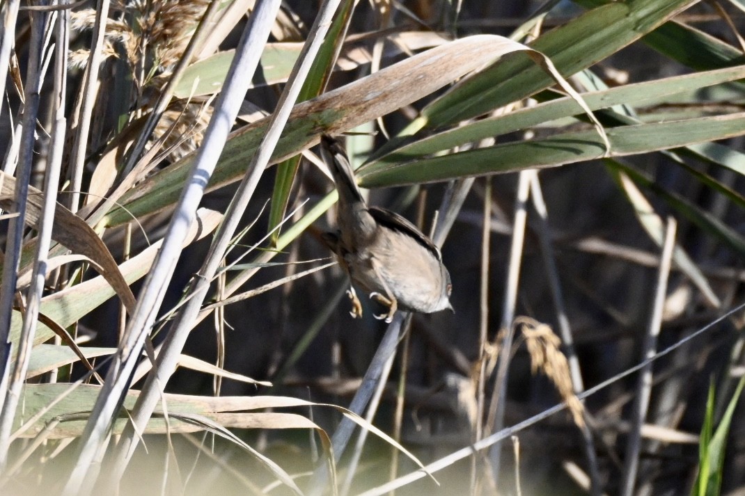 Sardinian Warbler - ML645502283