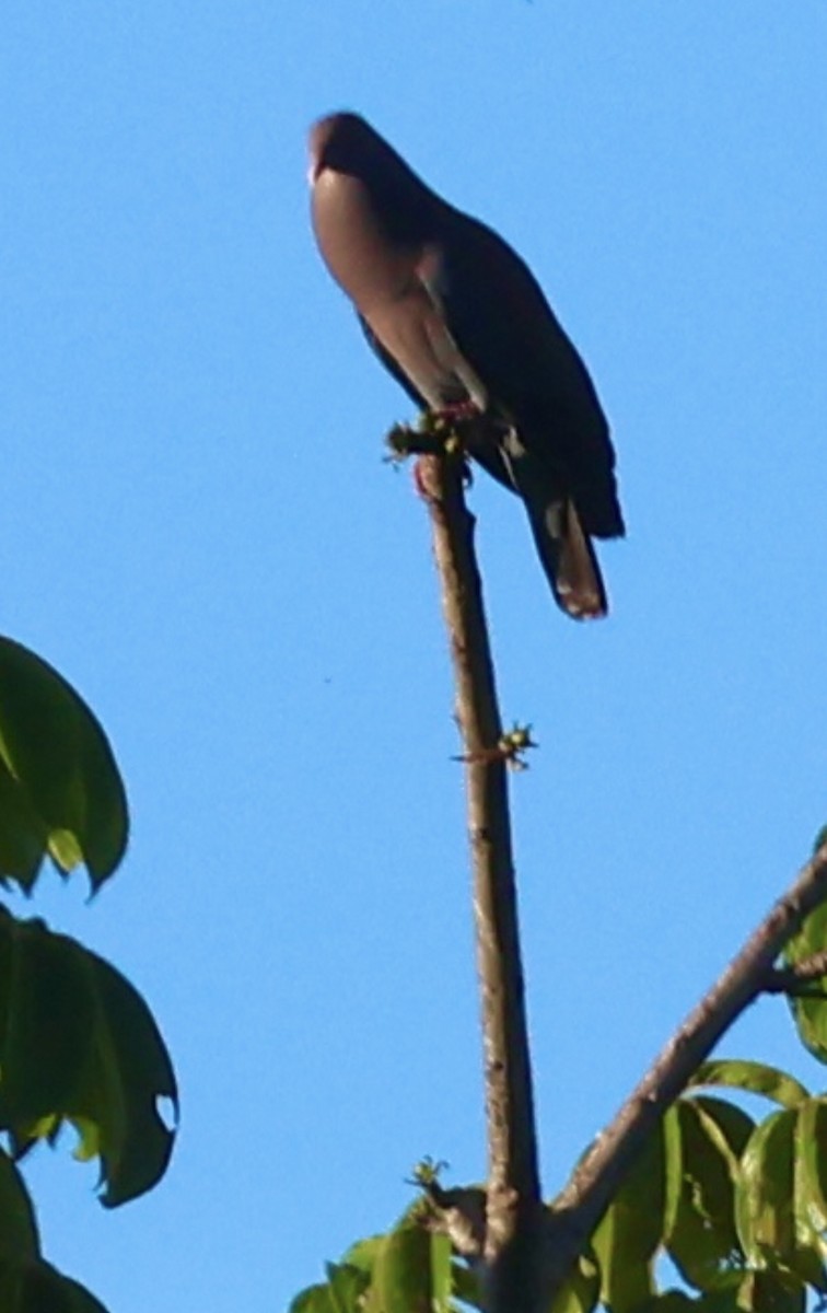 Red-billed Pigeon - ML645502288